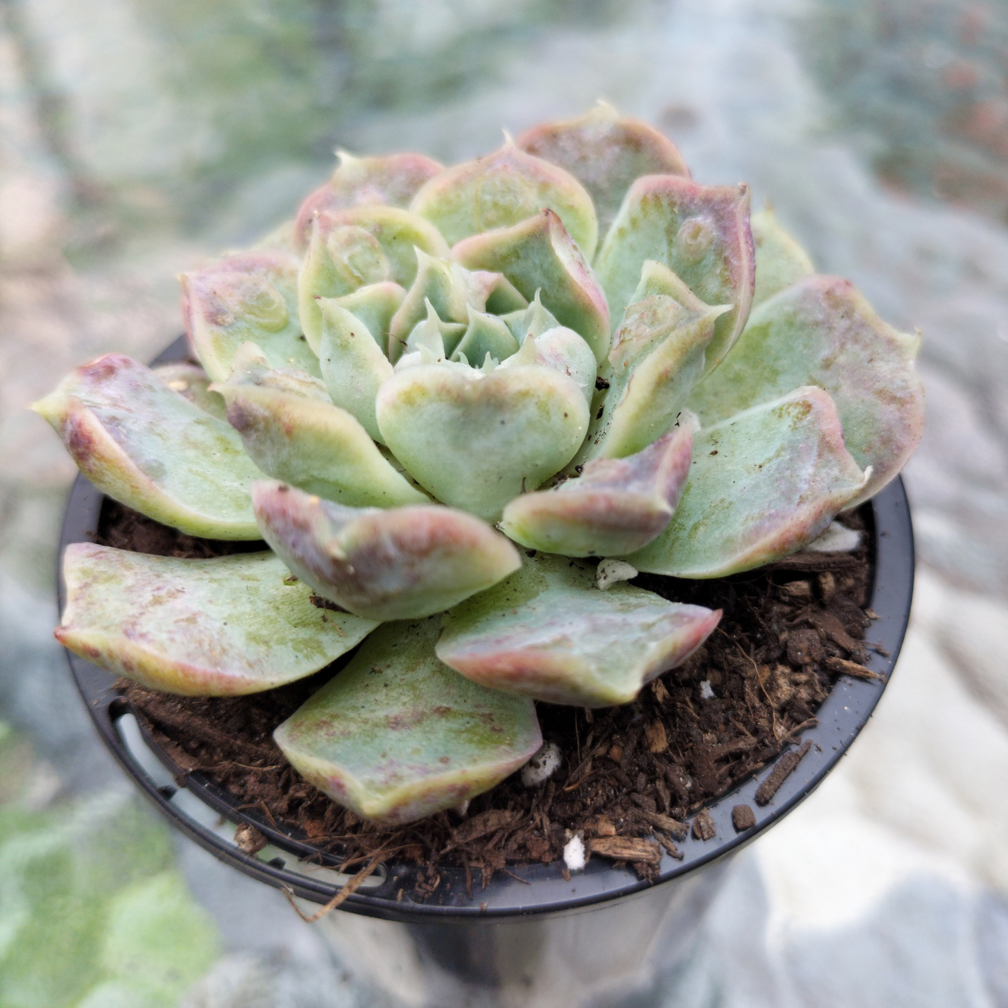 Echeveria 'Hyalina' x Echeveria 'Romeo Ebony'