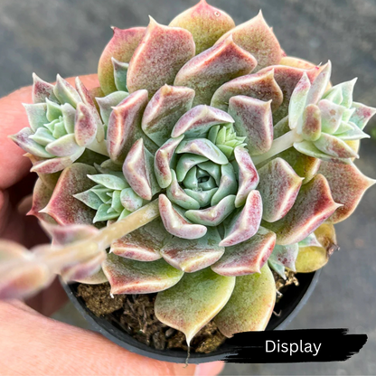 Echeveria 'Hyalina Choice'