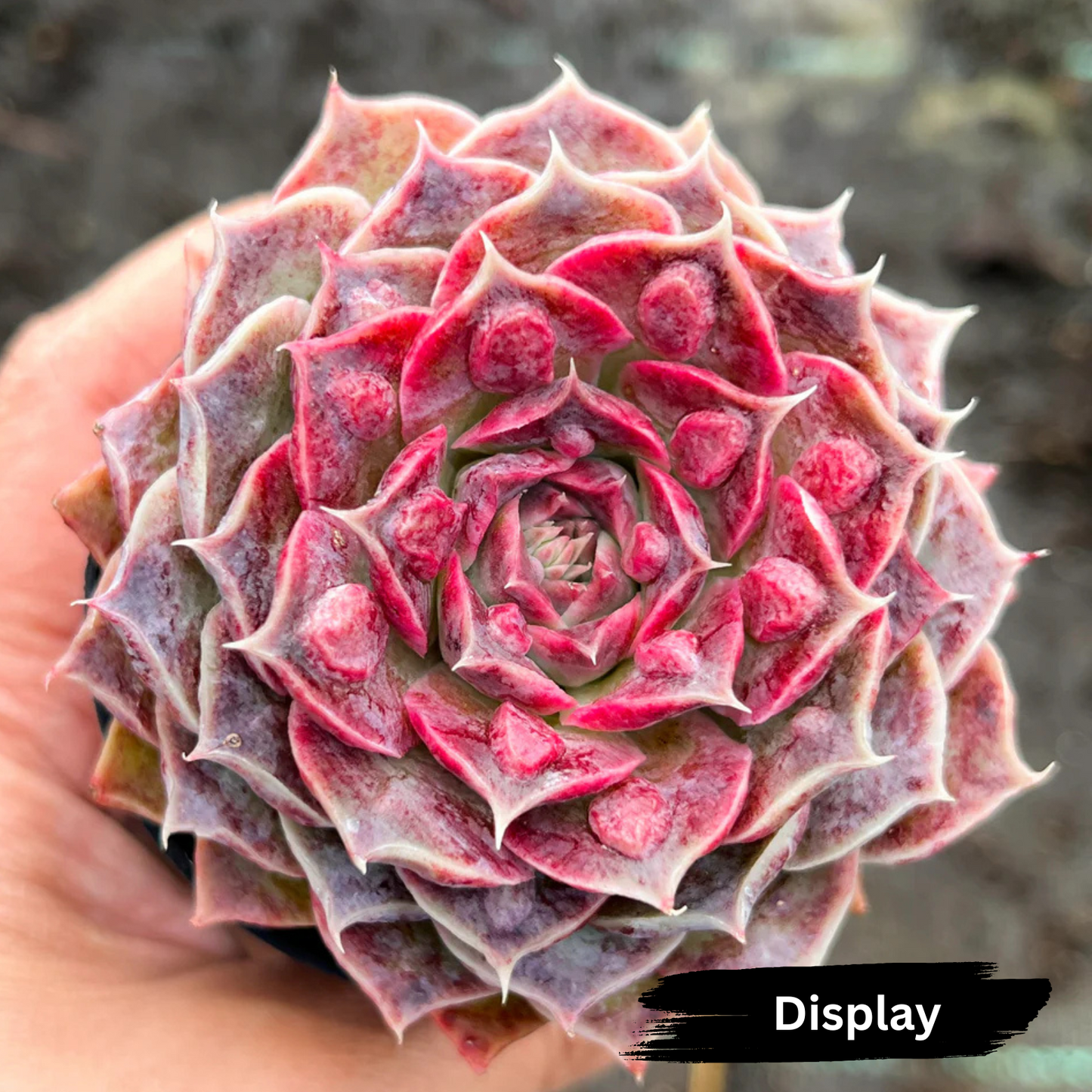 Echeveria 'Hyalina' x Echeveria 'Romeo Ebony'