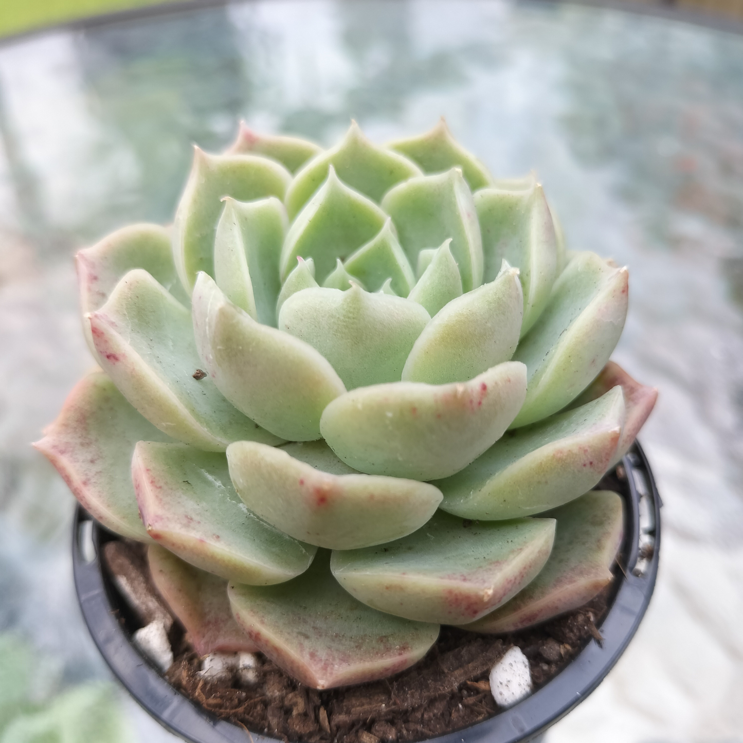 Echeveria 'Hyalina Rose'
