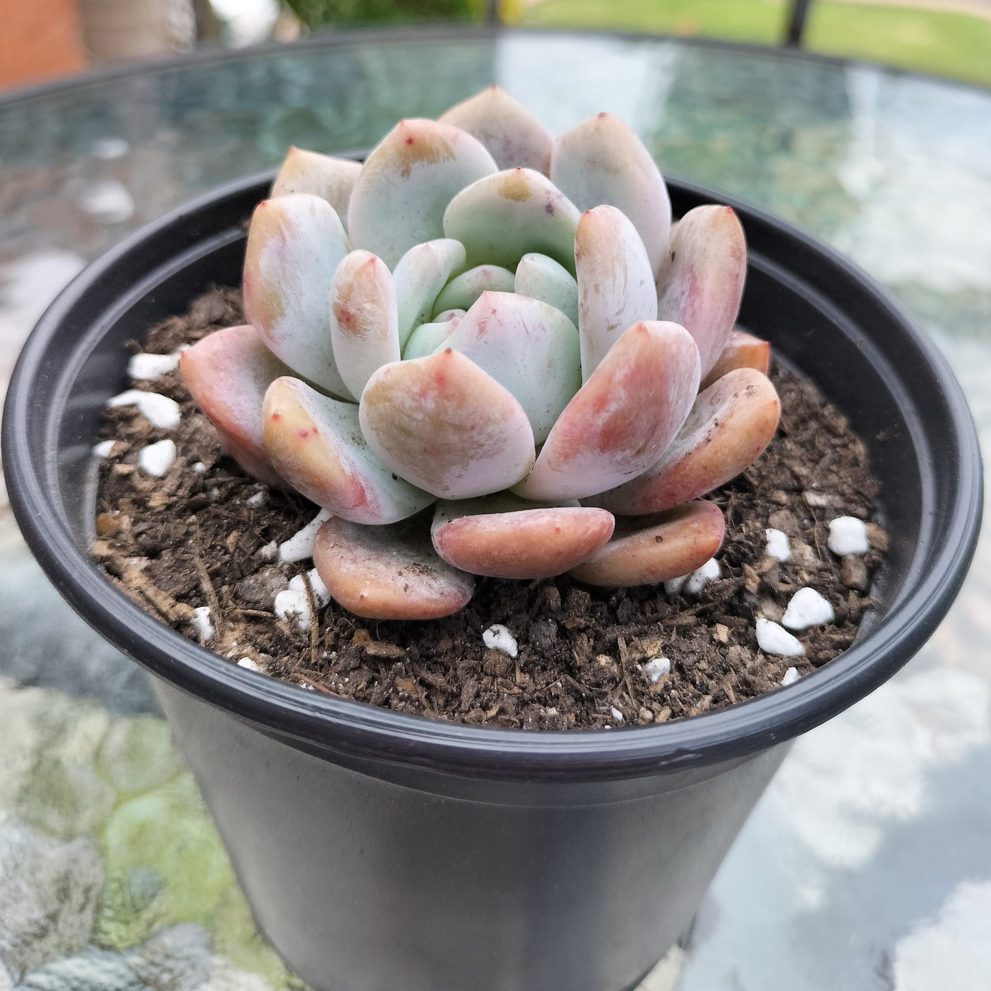 Echeveria 'Ice Orange Candy' (KRF)