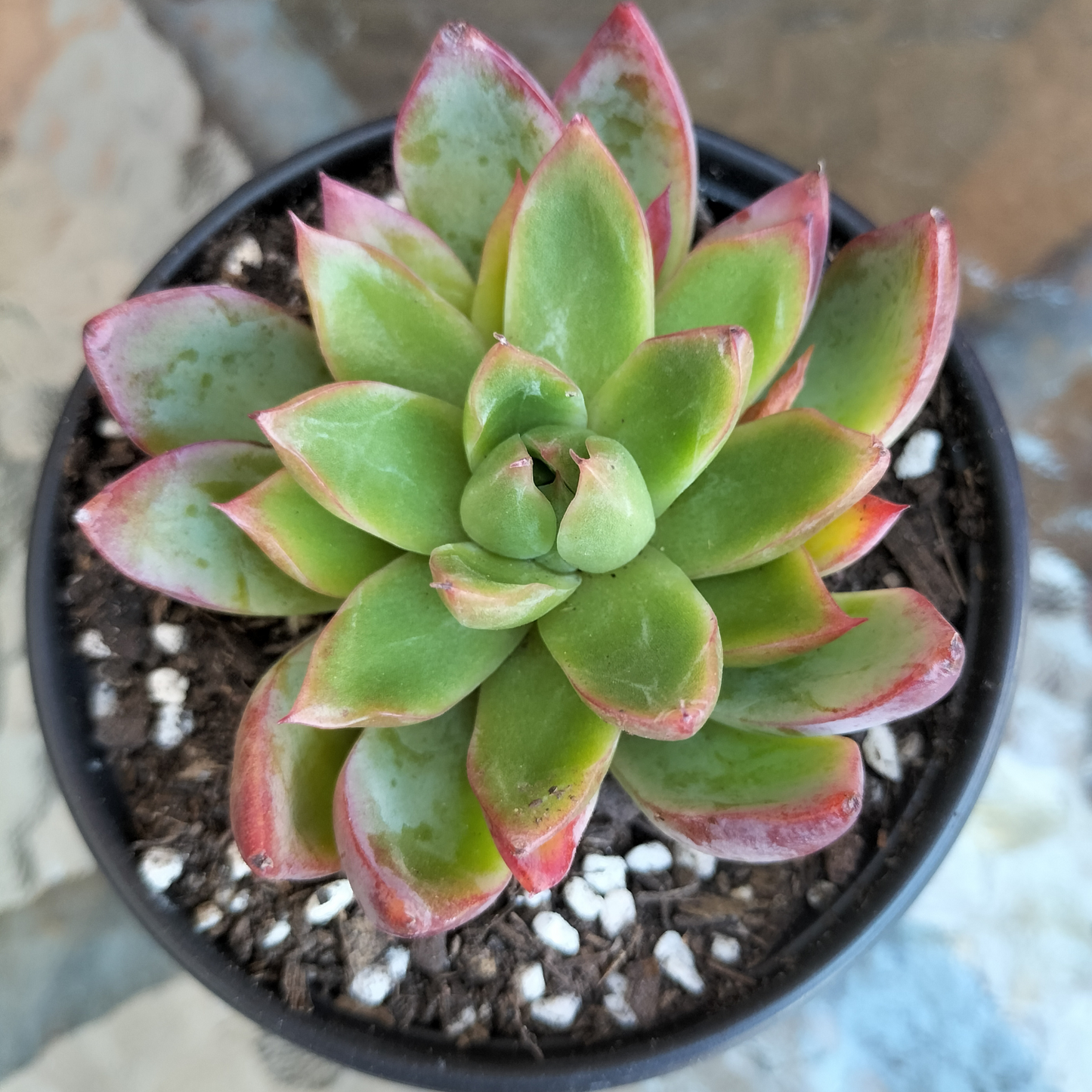 Echeveria 'Iceberg Queen' (Korean)