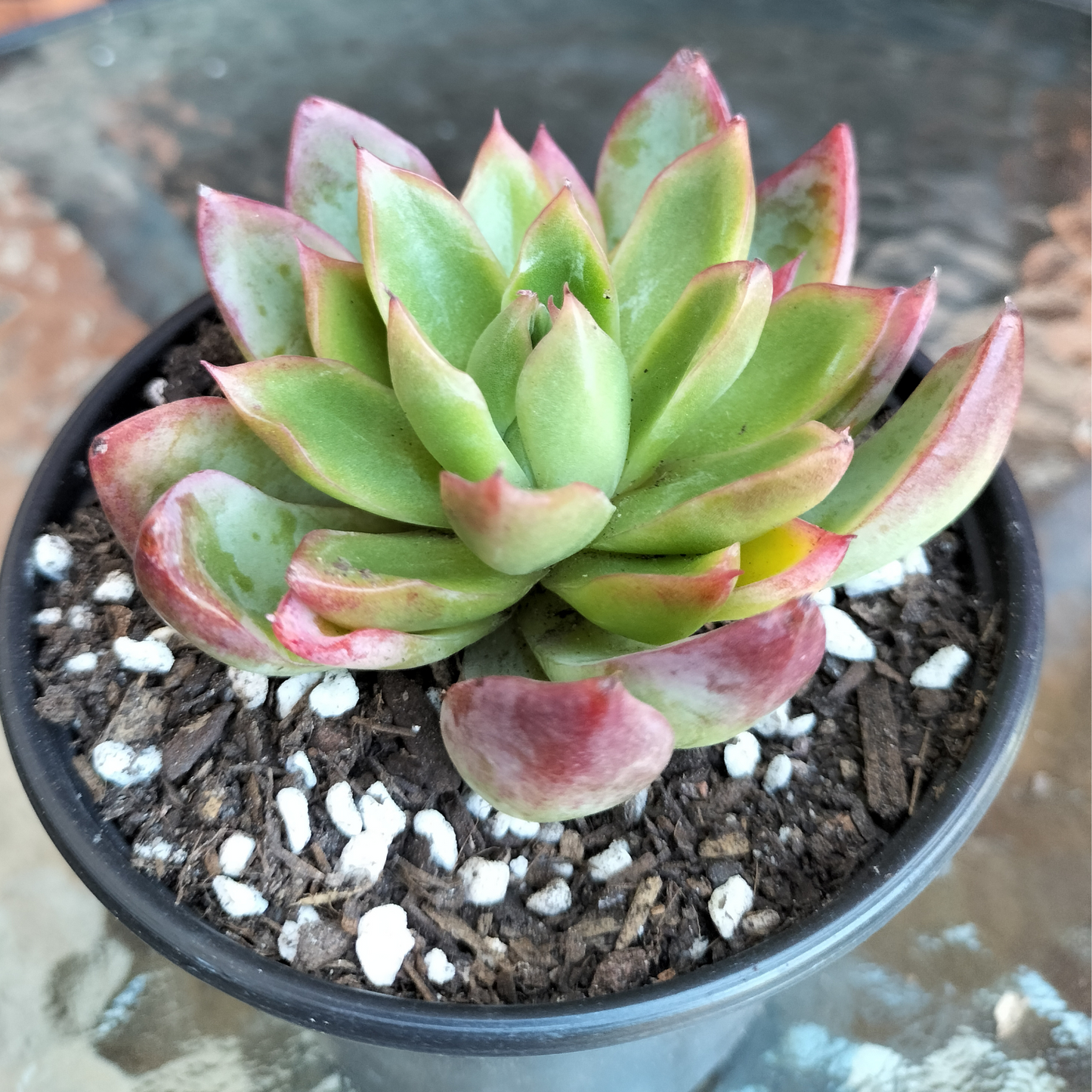 Echeveria 'Iceberg Queen' (Korean)