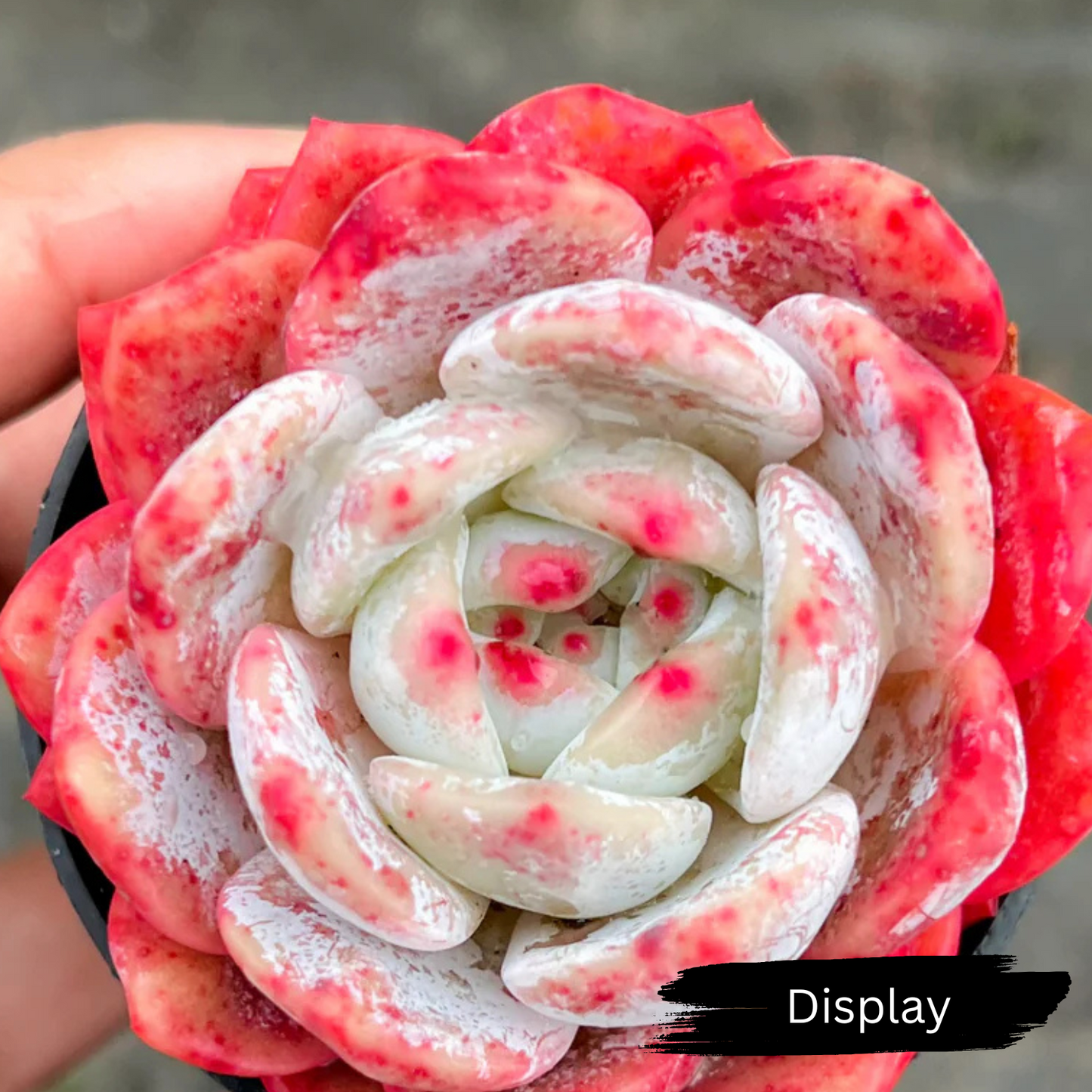 Echeveria 'Ice Orange Candy' (KRF)