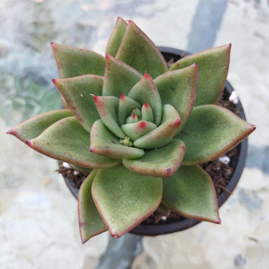 Echeveria agavoides 'Ike Soul'