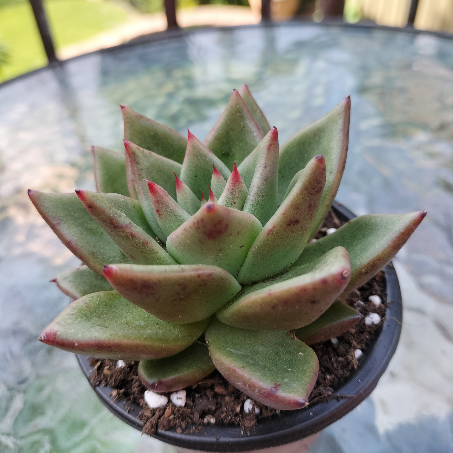 Echeveria agavoides 'Ike Soul'