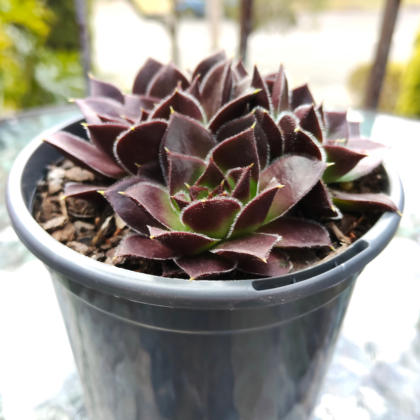Sempervivum 'Inferno'