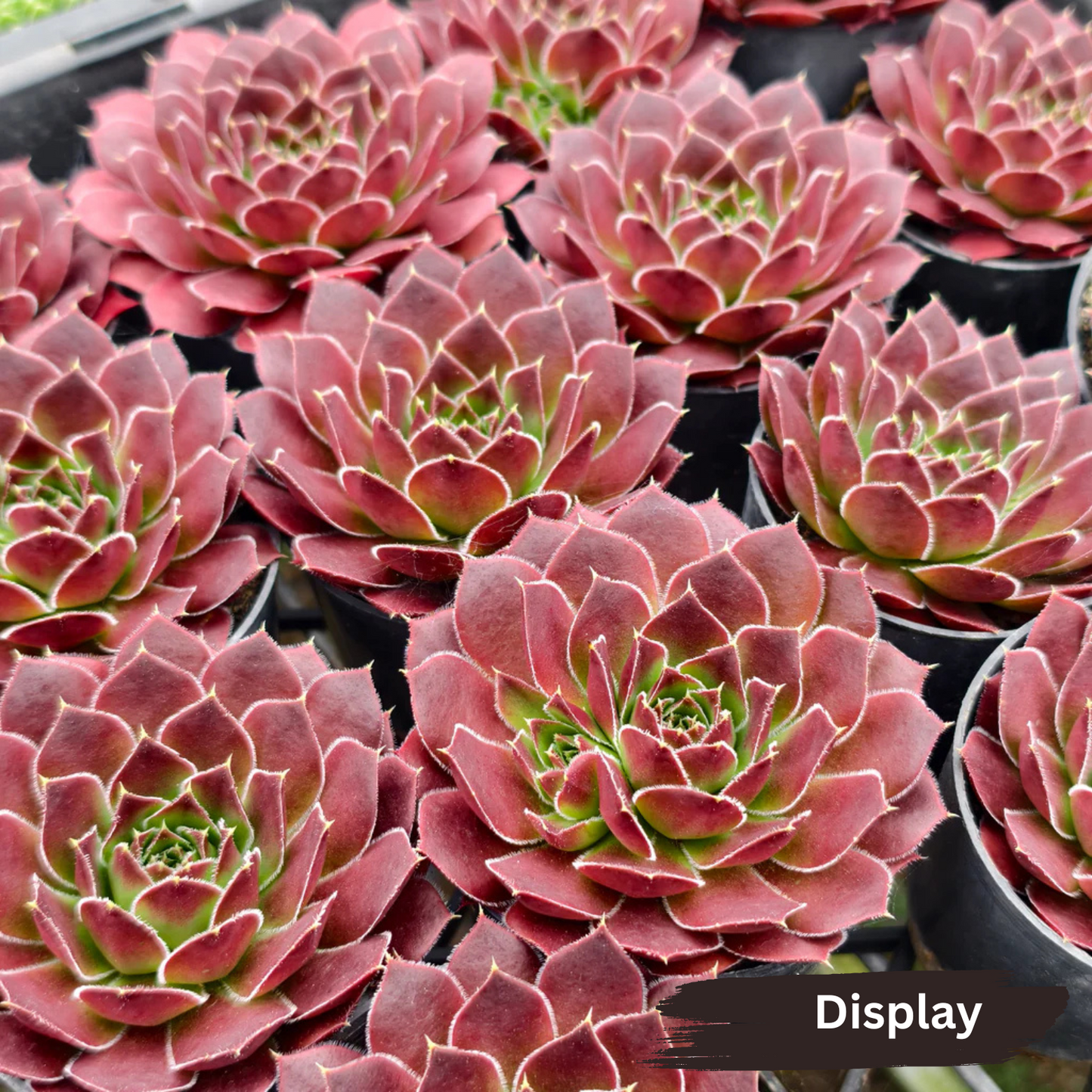 Jovibarba heuffelii 'Inferno'
