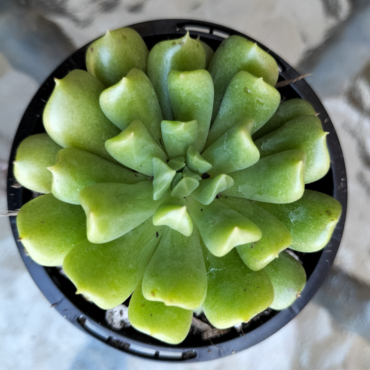 Echeveria 'Irish mint'