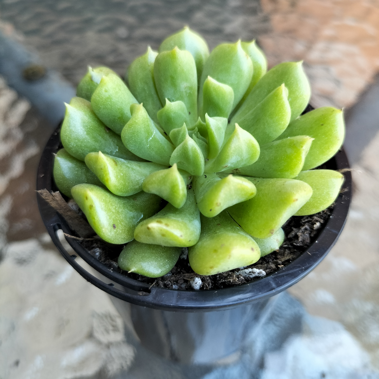 Echeveria 'Irish mint'