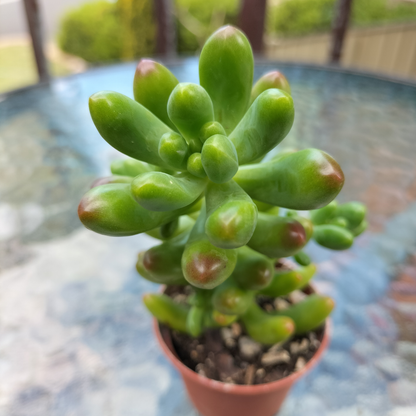 Sedum pachyphyllum 'Jaspa'