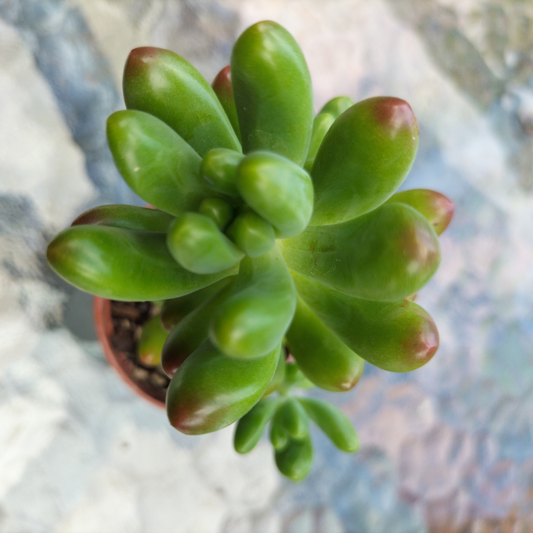 Sedum pachyphyllum 'Jaspa'