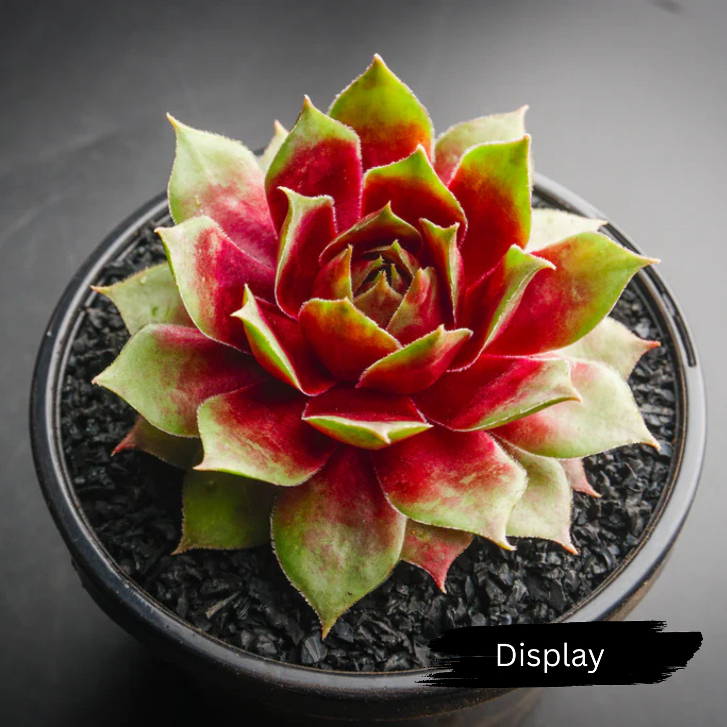 Sempervivum 'Gay Jester'