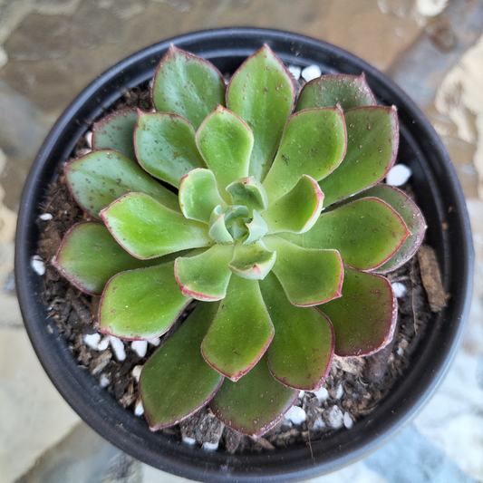 Echeveria cv. Joan Daniel