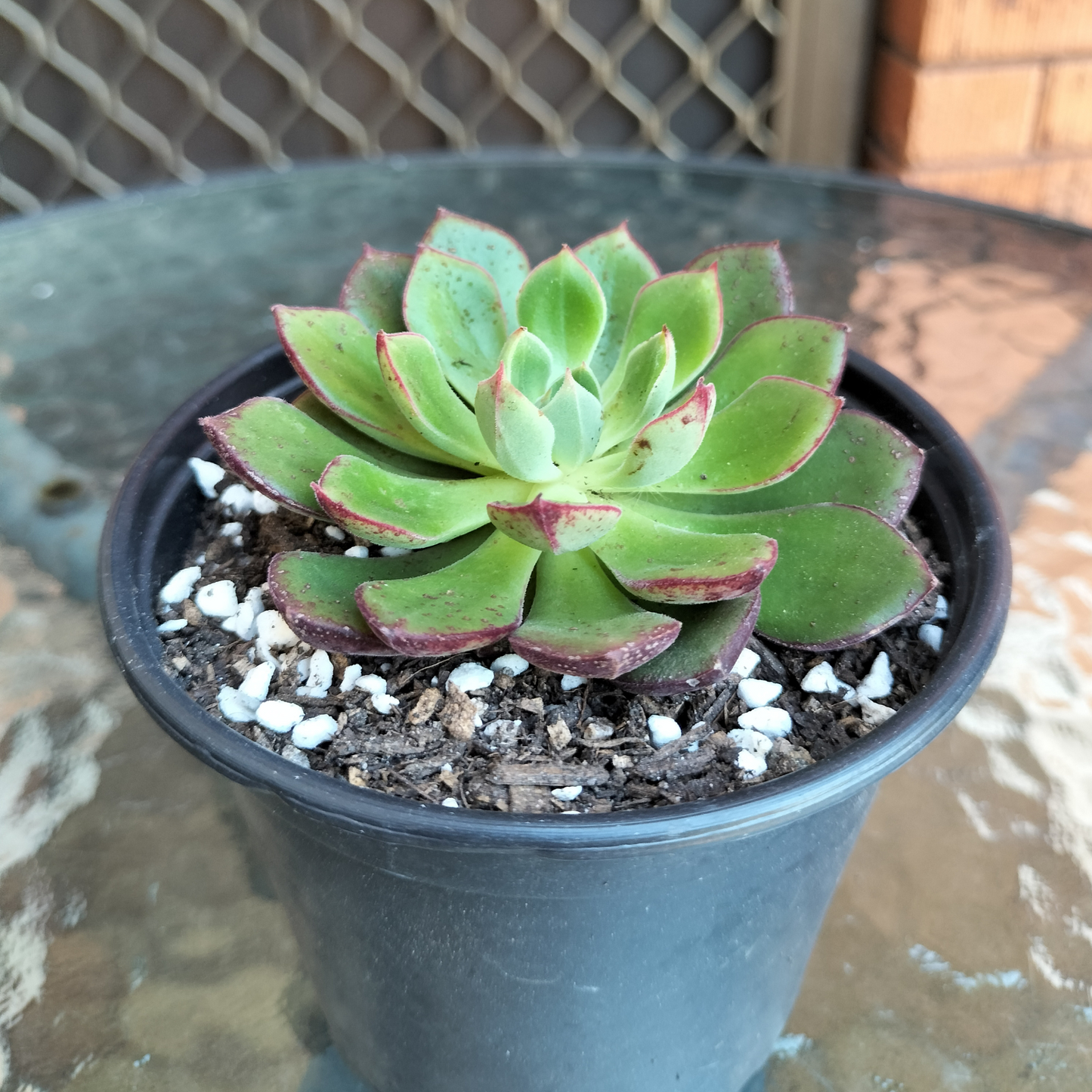 Echeveria cv. Joan Daniel
