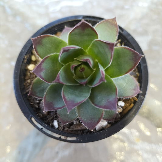 Sempervivum 'Jolly Green Giant'