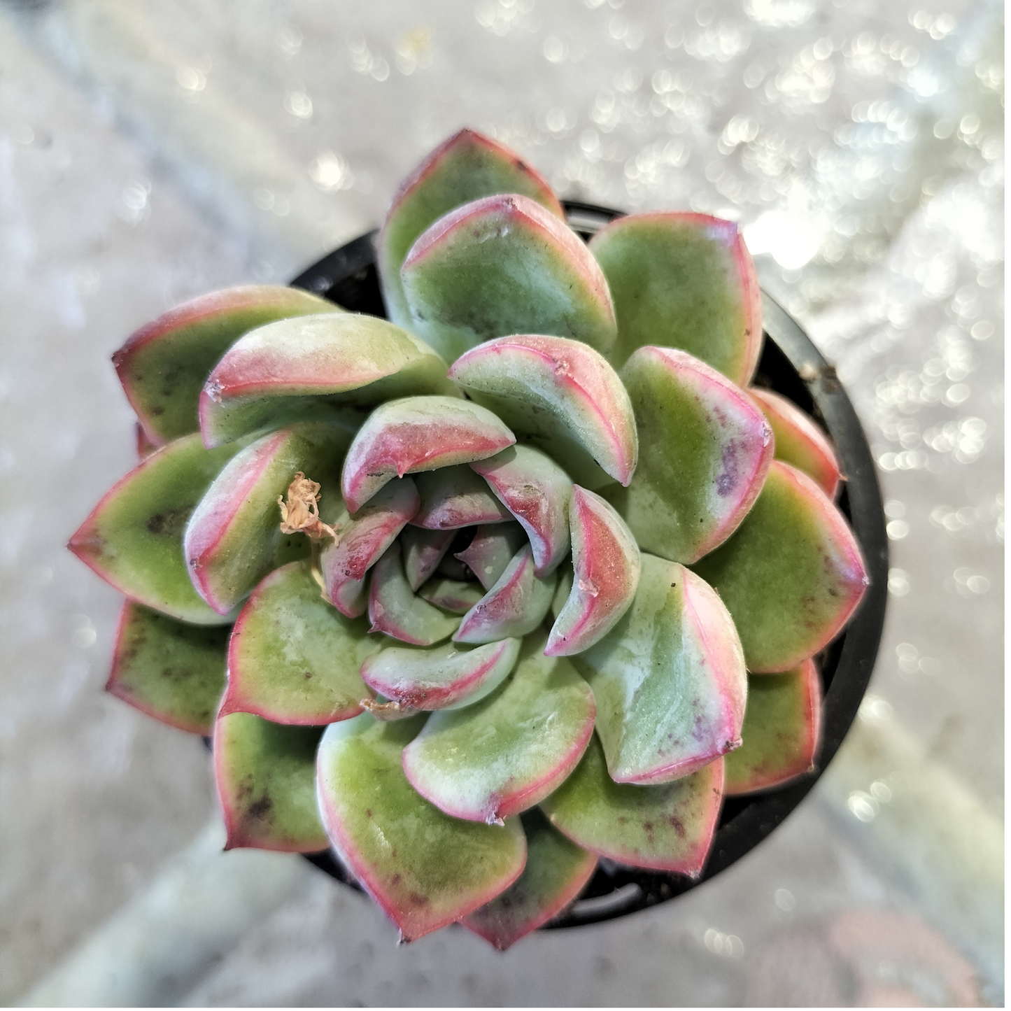 Echeveria poldensis 'Kevin'
