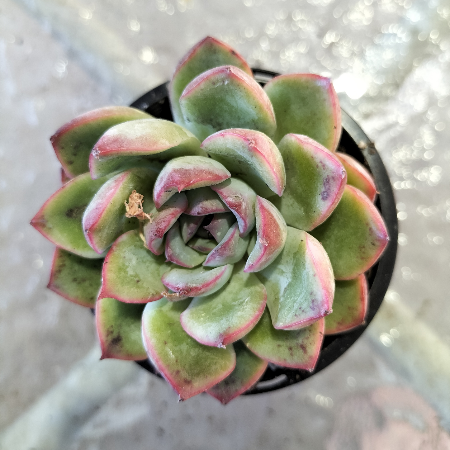Echeveria poldensis 'Kevin'