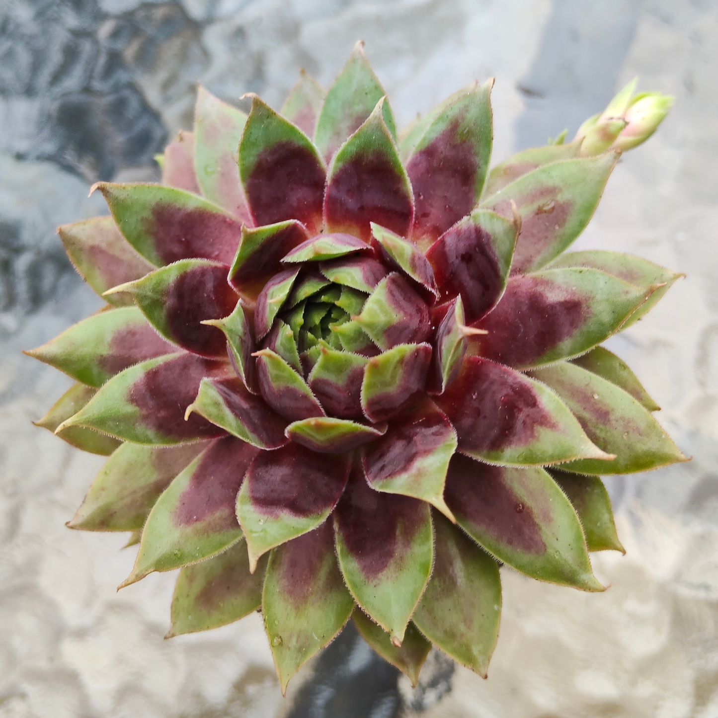 Sempervivum 'Killer''