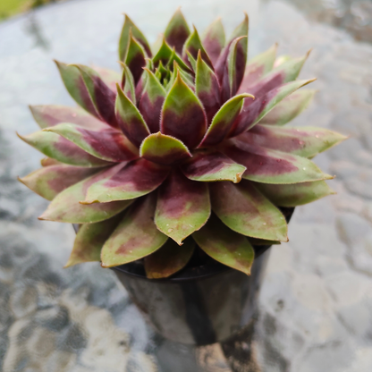 Sempervivum 'Killer''