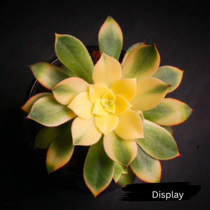 Aeonium decorum f. variegata (small)