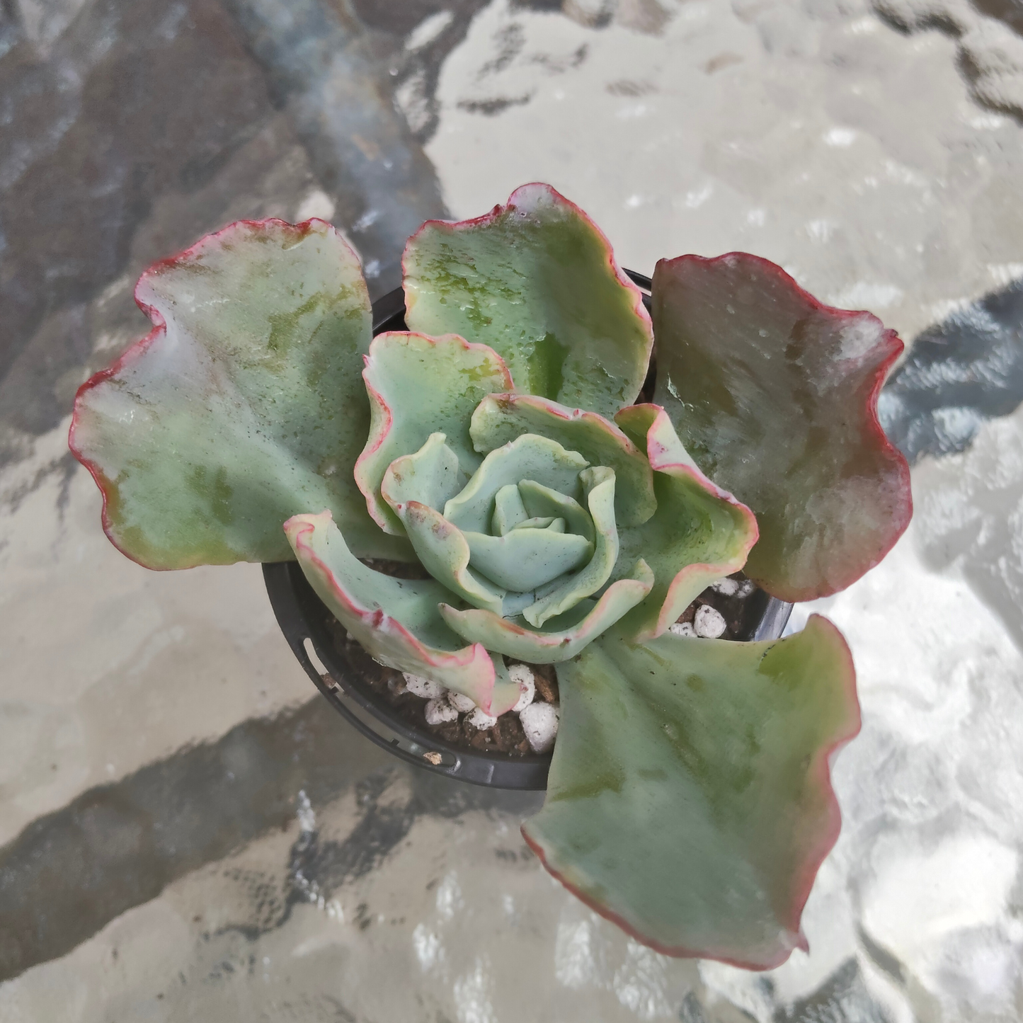 Echeveria 'Lady Aquarius'