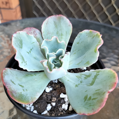 Echeveria 'Lady Aquarius'