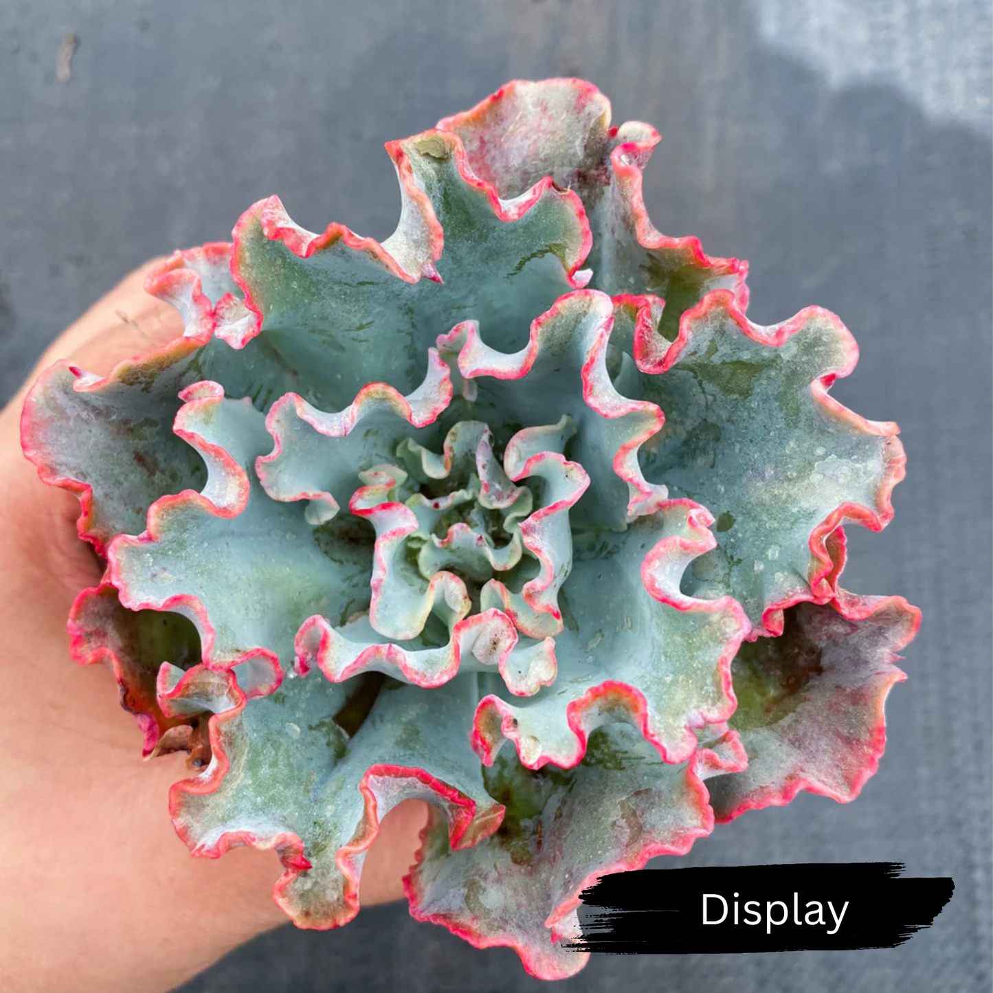 Echeveria 'Lady Aquarius'