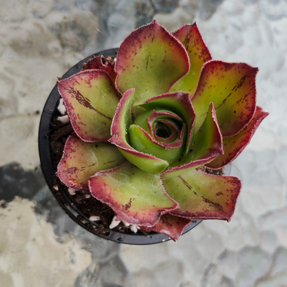 Aeonium 'Marnier Lapostolle’