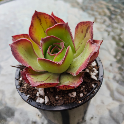 Aeonium 'Marnier Lapostolle’