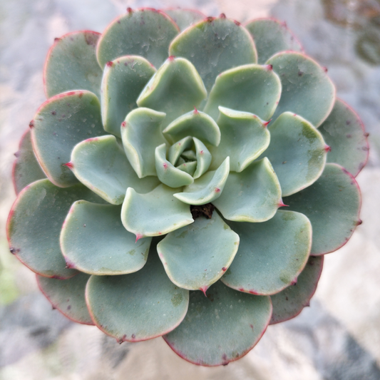 Echeveria 'Lara'