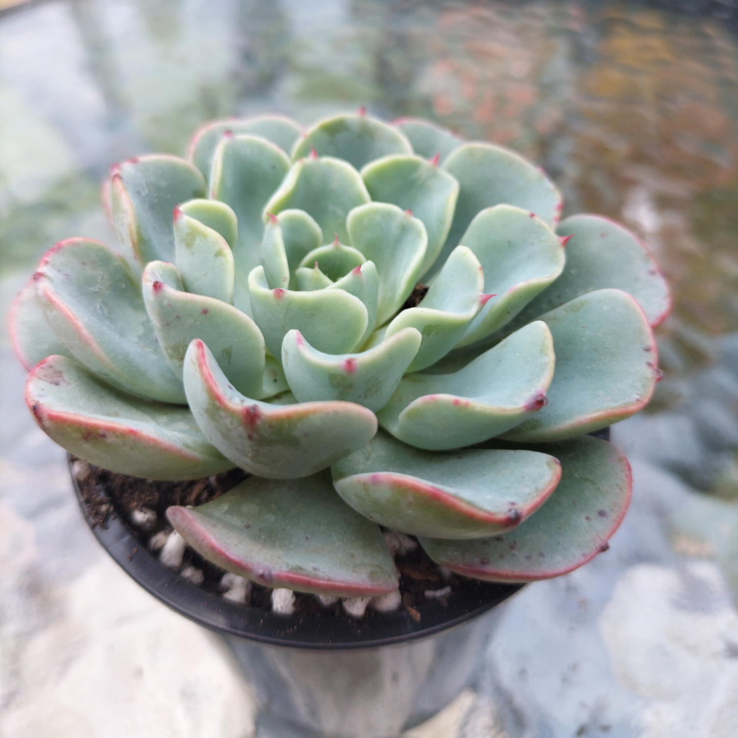 Echeveria 'Lara'