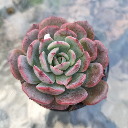 Echeveria 'Laulensis'