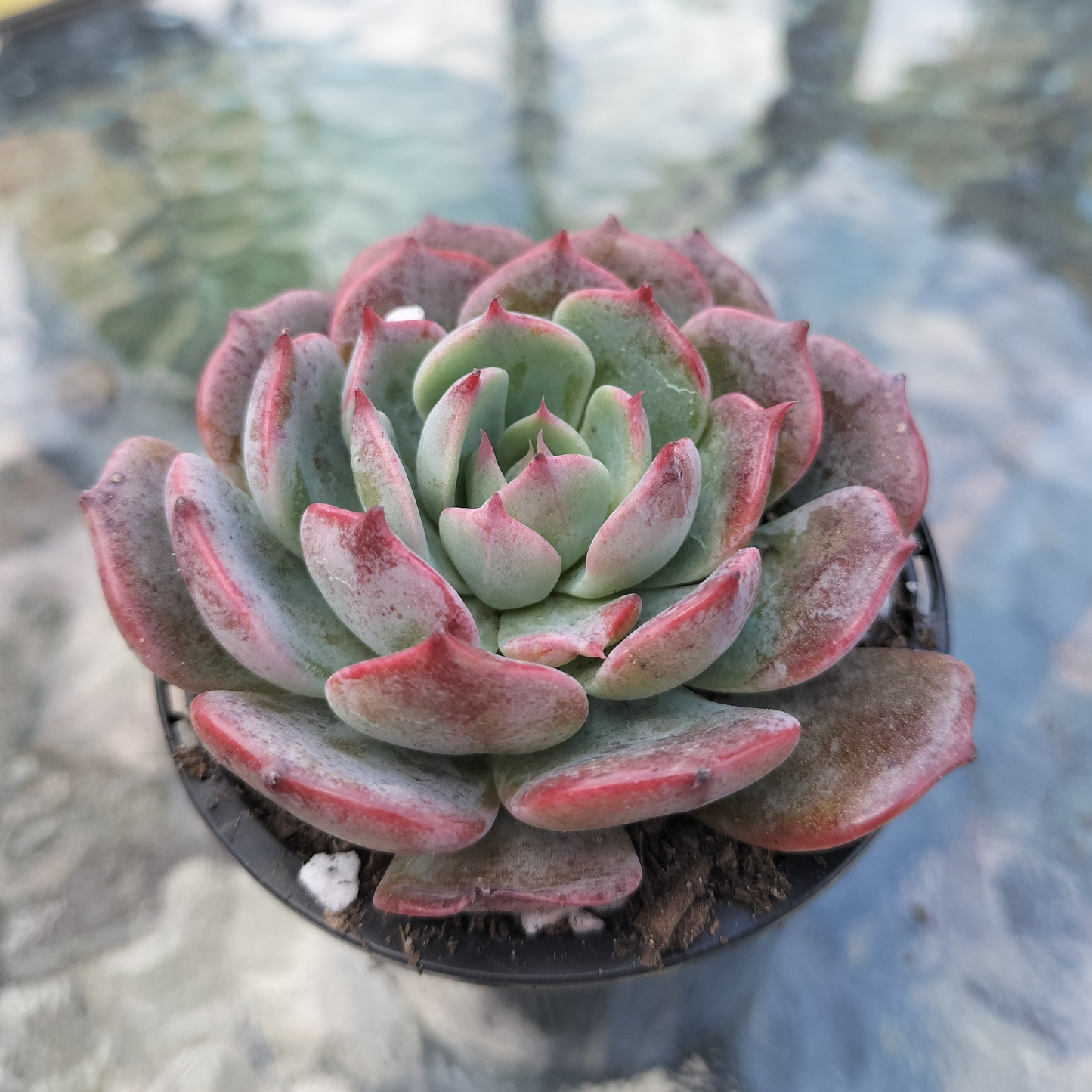 Echeveria 'Laulensis'