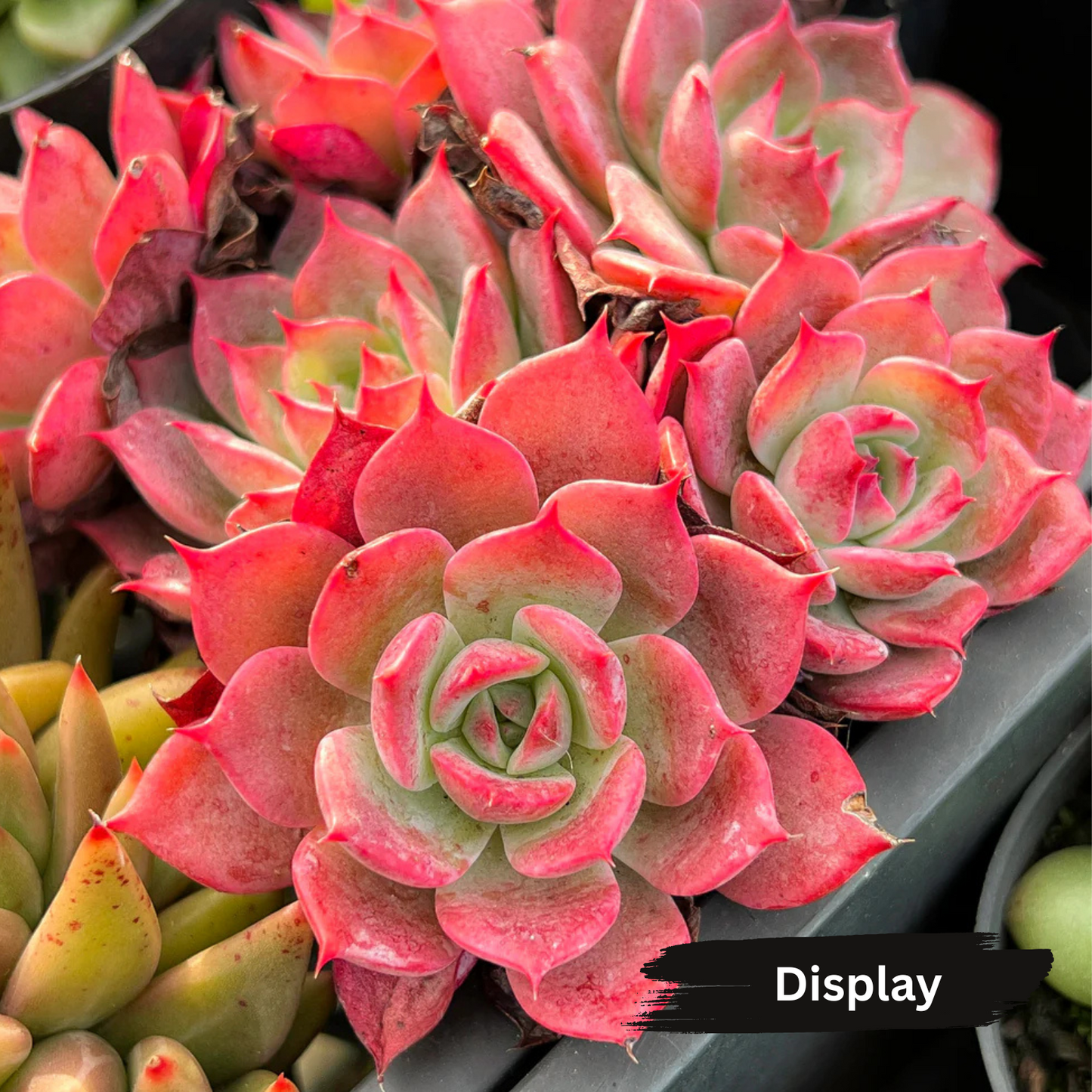 Echeveria 'Laulensis'