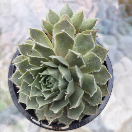 Sempervivum 'Lavender and Old Lace'
