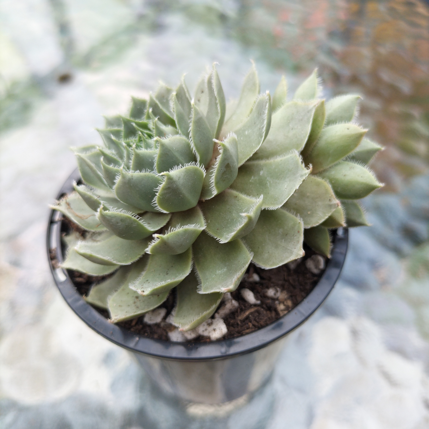 Sempervivum 'Lavender and Old Lace'