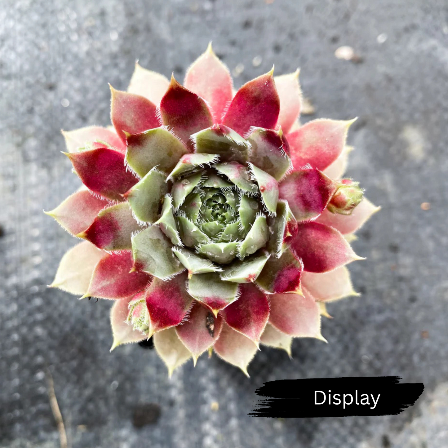 Sempervivum 'Lavender and Old Lace'