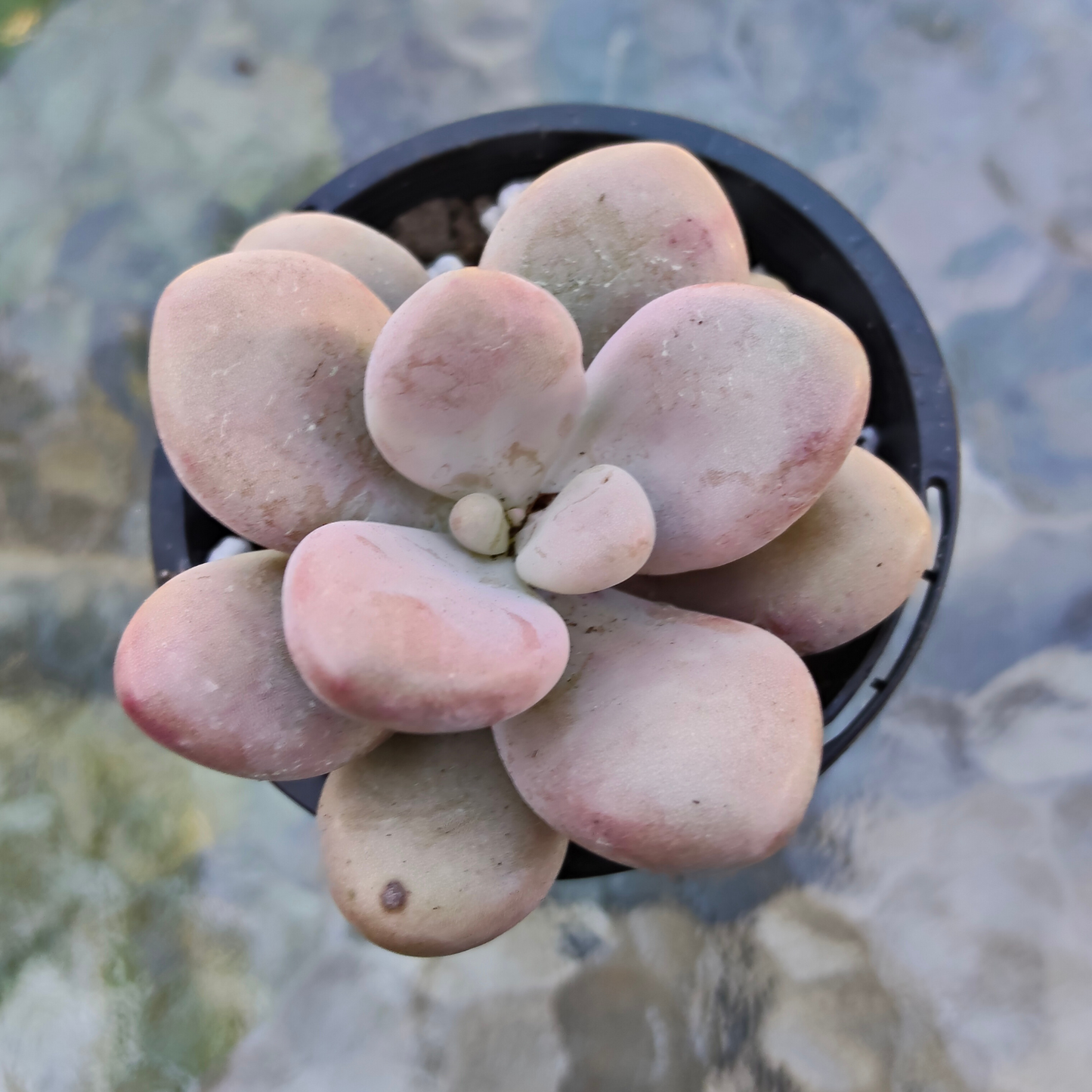 Graptopetalum amethystinum 'Lavender Pebbles'