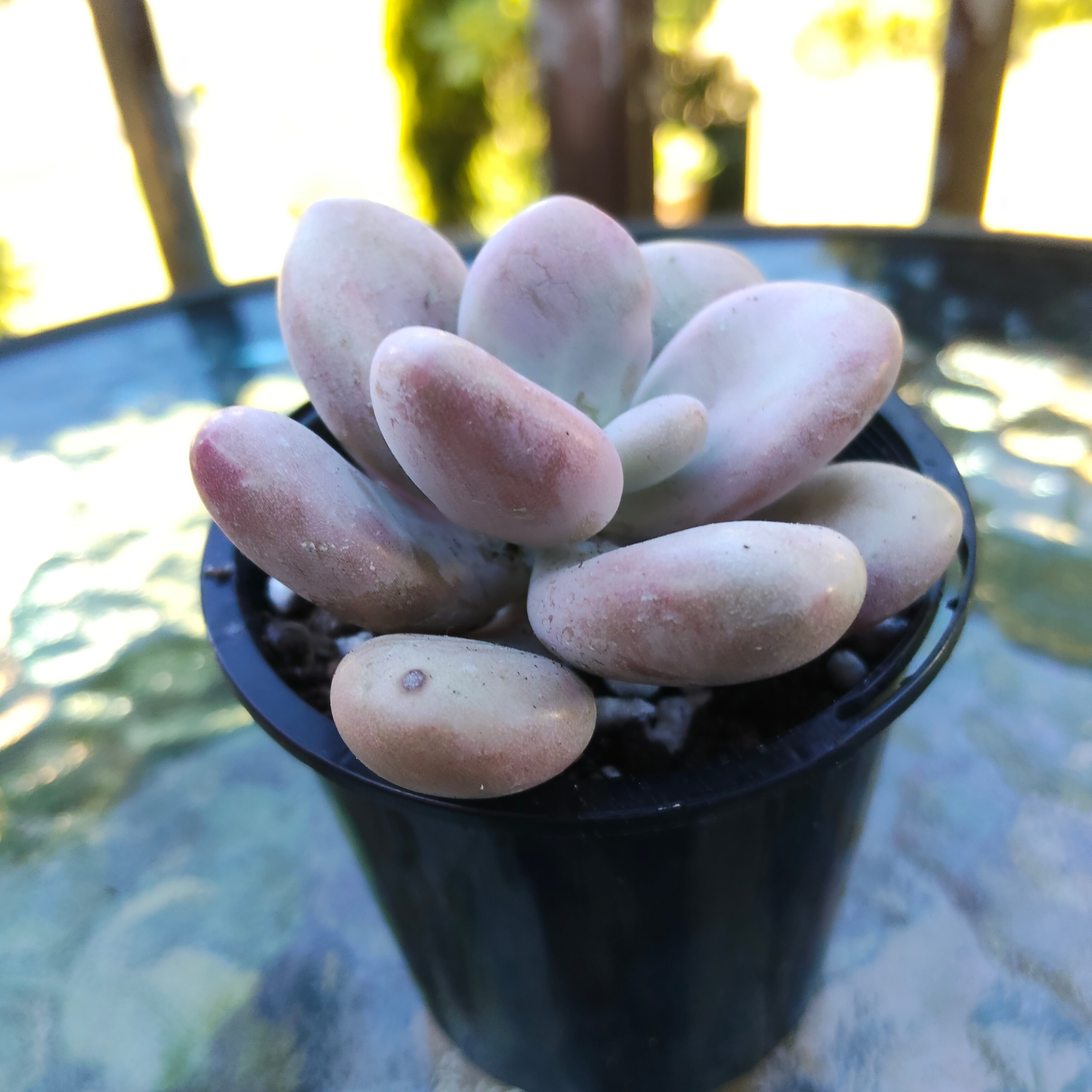 Graptopetalum amethystinum 'Lavender Pebbles'