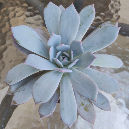 Echeveria 'Lawrence'