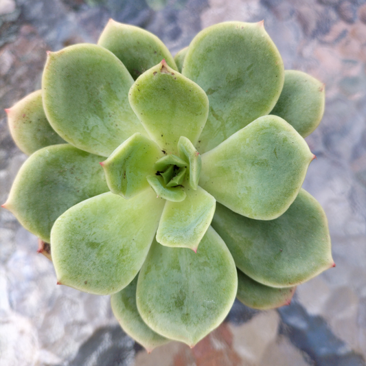 Echeveria 'Lemon and Lime'