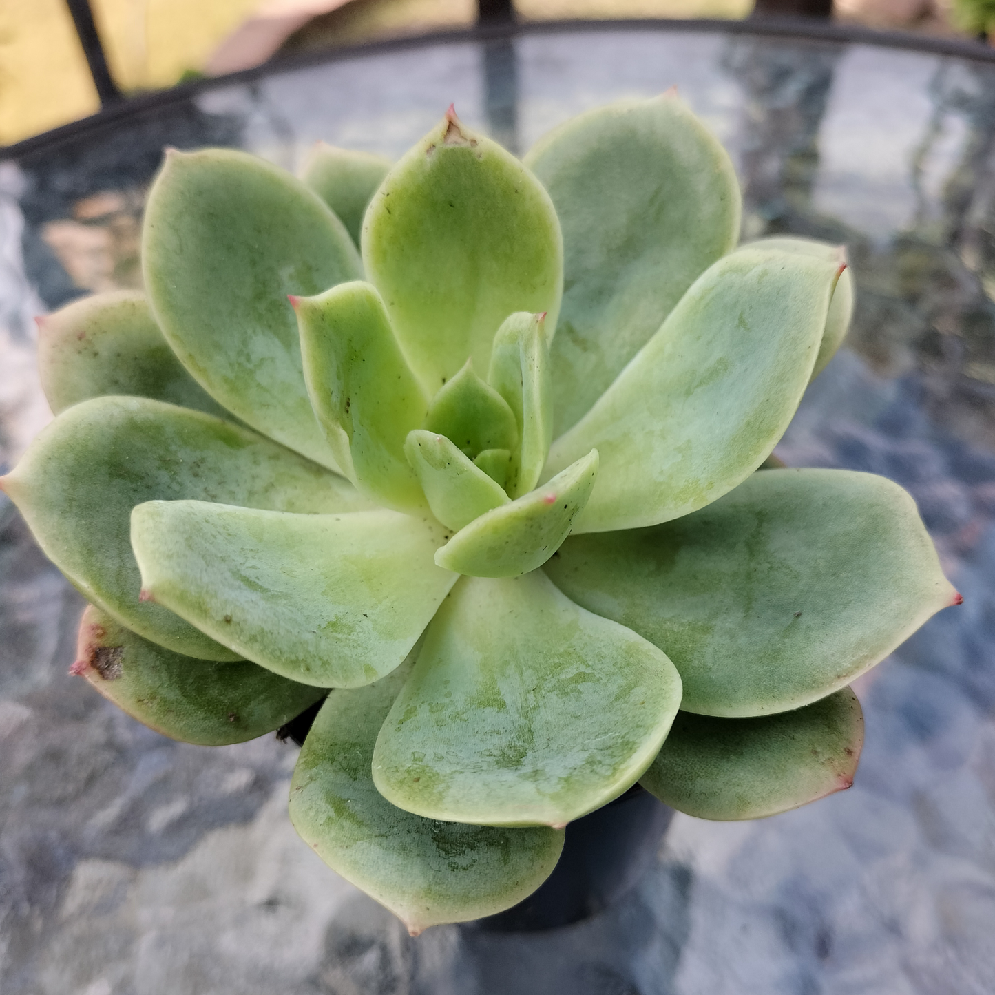 Echeveria 'Lemon and Lime'