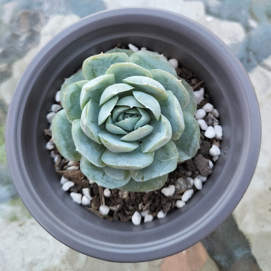 Echeveria 'Lemon Berry'