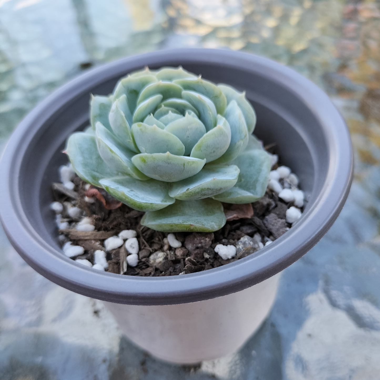 Echeveria 'Lemon Berry'