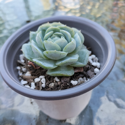 Echeveria 'Lemon Berry'