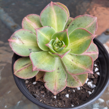 Aeonium 'Lemon-Lime' (aka. A. Starburst)