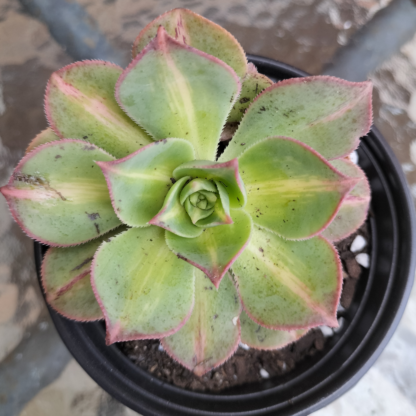Aeonium 'Lemon-Lime' (aka. A. Starburst)