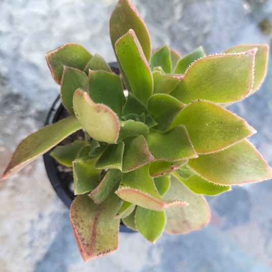 Aeonium 'leucoblepharum' (Yemen Form)