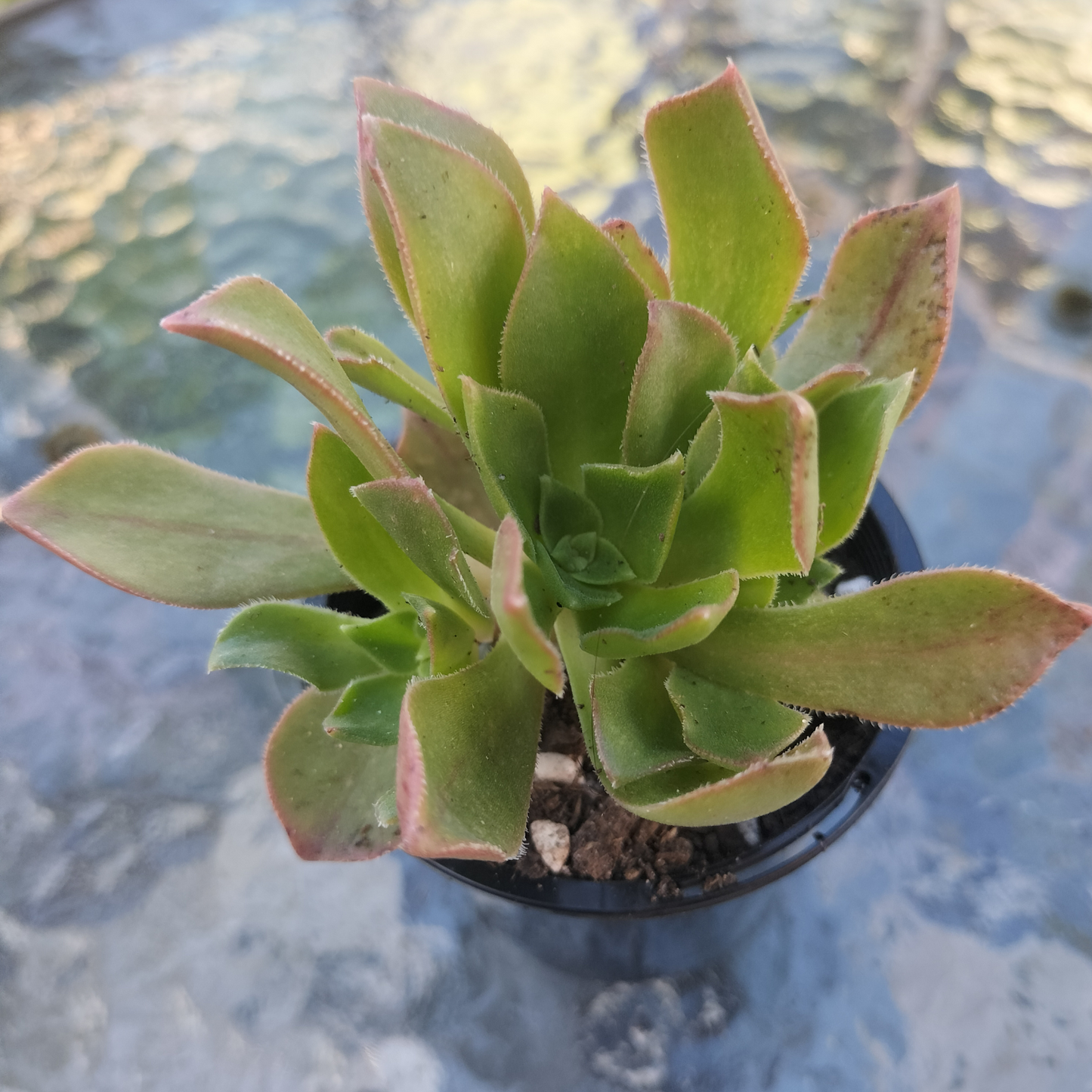 Aeonium 'leucoblepharum' (Yemen Form)